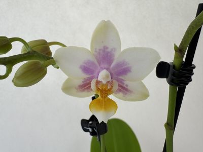 A single Phalaenopsis ‘Martina’ flower in the foreground: white petals with lilac-pink markings, a striking yellow-orange lip. To the left, several green, closed buds. A green stem on the right with a black clip. A light, out-of-focus background.